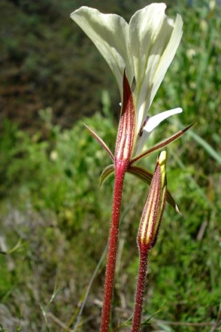 Pelargonium longicaule flower from behind